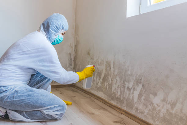 Licensed Basement Mold Remediation service in Schaumburg, IL - 24 Hour Mold Removal