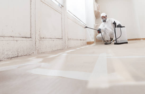 24/7 Emergency Basement Mold Remediation experts in Schaumburg, IL