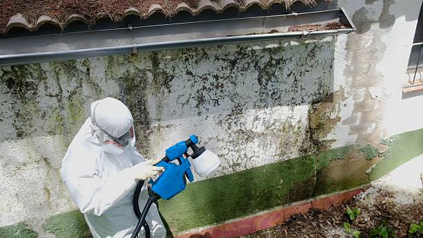 Top rated local Basement Mold Remediation specialists in Schaumburg, IL